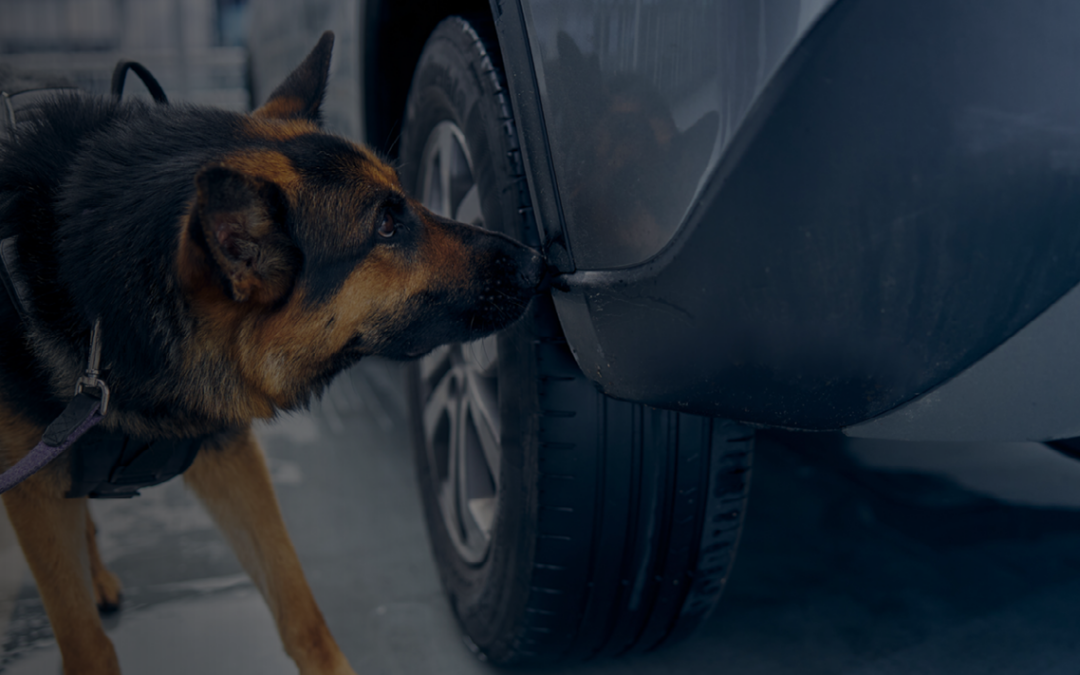 Dog Sniff at the Border Reveals Hidden Migrant